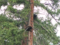 Cubs up a tree